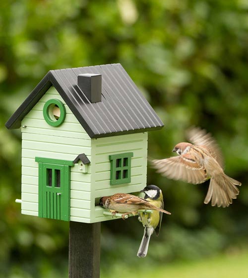 Cabane d'oiseau, maison d'oiseau, mangeoire à graines de tournesol