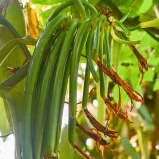 recolte de vanille verte à madagascar